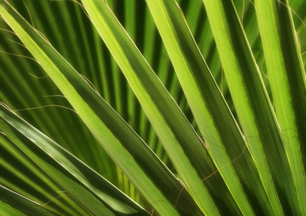 Overlapping palm fronds close up