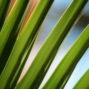 A close up view of some palm fronds or leaves