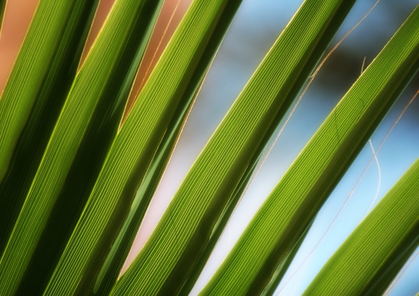 A close up view of some palm fronds or leaves