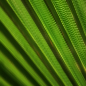 A close up view of a palm leaf