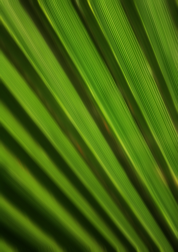 A close up view of a palm leaf