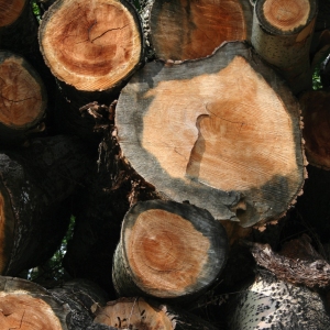 A pile of freshly sawn logs or tree trunks