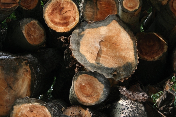 A pile of freshly sawn logs or tree trunks