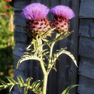 A fully grown thistle on a summer allotment