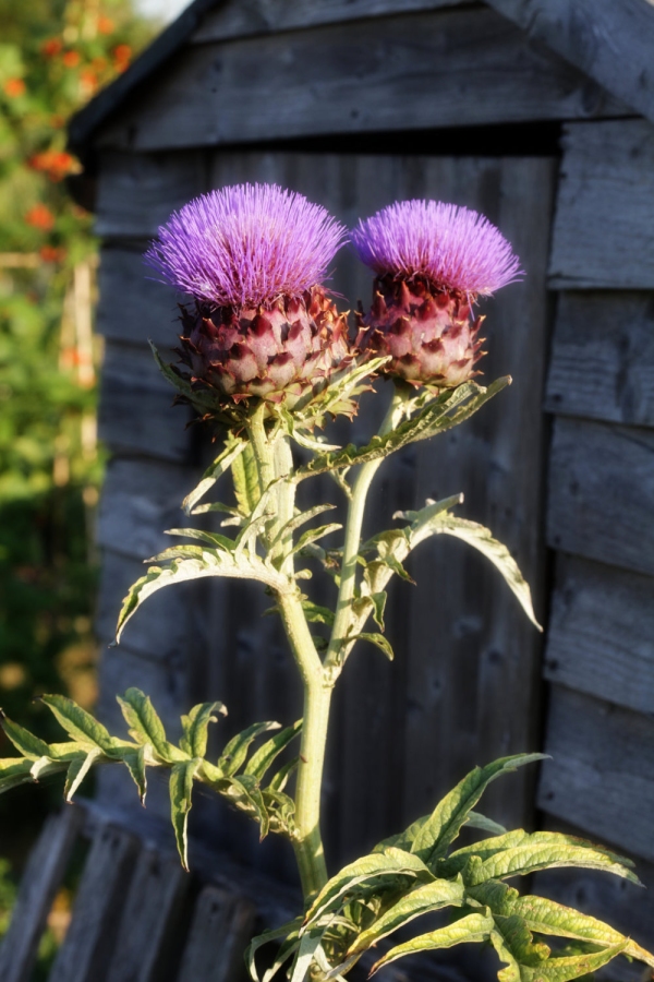 A fully grown thistle on a summer allotment