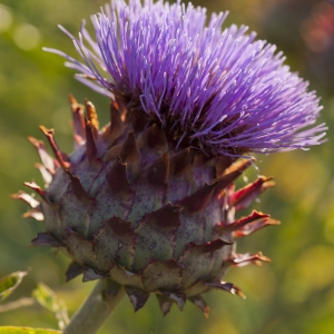 A thistle flower in a summer garden