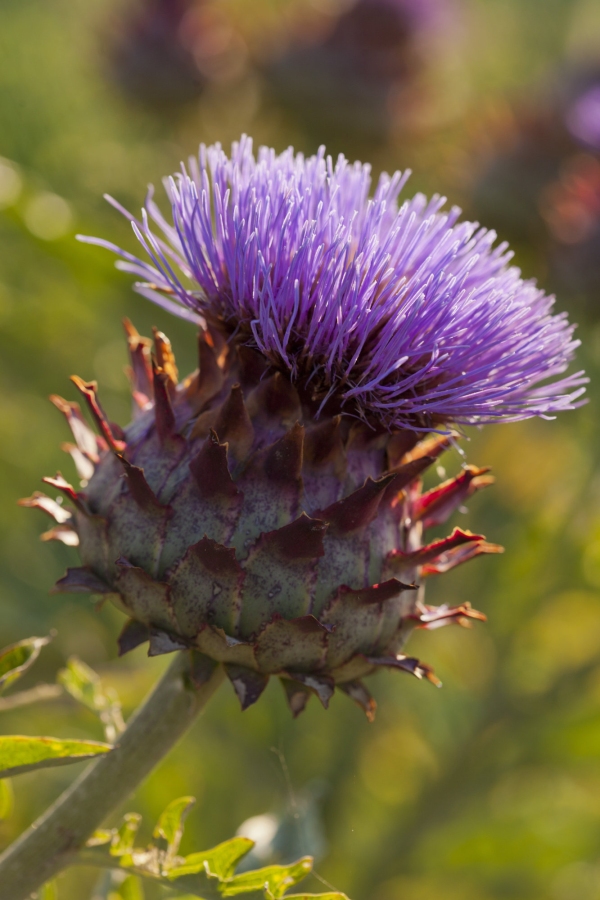 A thistle flower in a summer garden