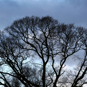 A winter tree silhouette against an evening sky