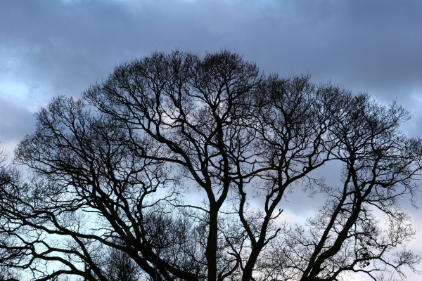 A winter tree silhouette against an evening sky