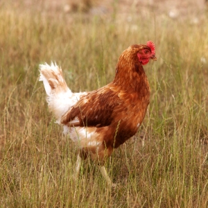 Close up of a free range hen in a field