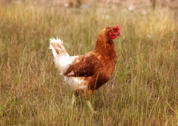 Close up of a free range hen in a field