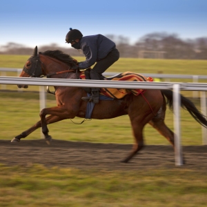 A racehorse galloping at full speed