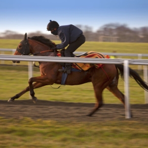 A racehorse being galloped in training