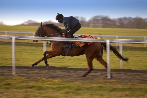 A racehorse being galloped in training