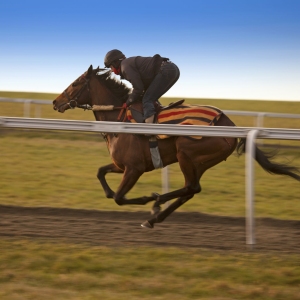 Racehorse at full gallop