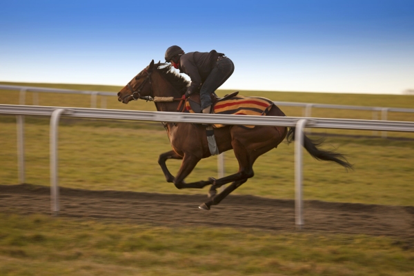 Racehorse at full gallop