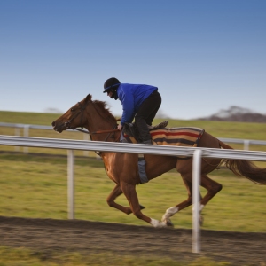 A thoroughbred racehorse in training