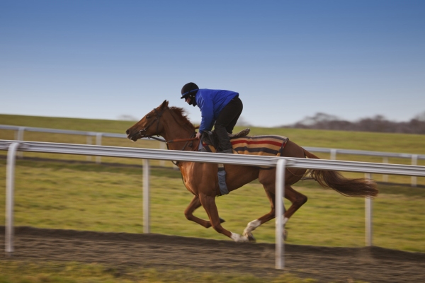 A thoroughbred racehorse in training