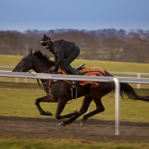 A racehorse being galloped in training