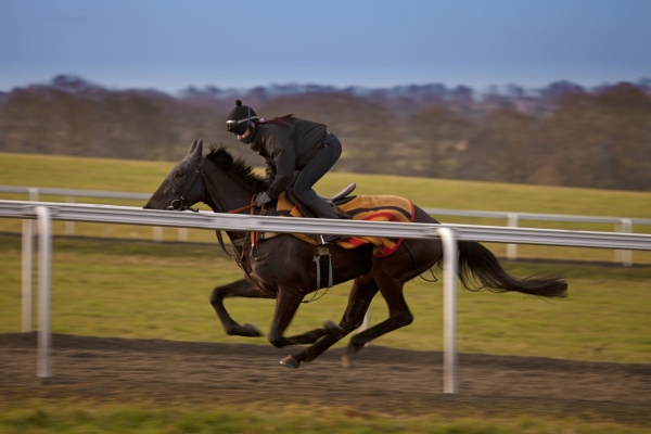 A racehorse being galloped in training