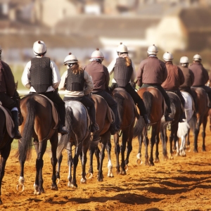 A string of racehorses being walked back to the start line in training