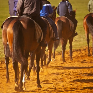 A string of racehorses at the gallops at the National Stud in Newmarket