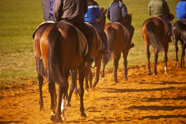 A string of racehorses at the gallops at the National Stud in Newmarket