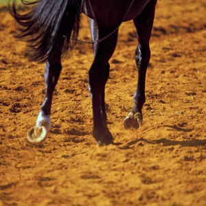 A close up image of the hooves of a racehorse in the red sand on the training course