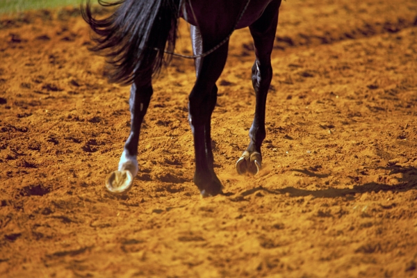 A close up image of the hooves of a racehorse in the red sand on the training course