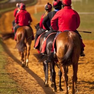 a string of racehorses walking back towards the start of the course in training