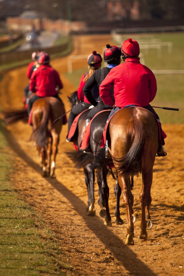 a string of racehorses walking back towards the start of the course in training