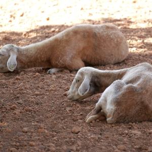 Two sheep relaxing in the shade on a hot sunny spanish afternoon