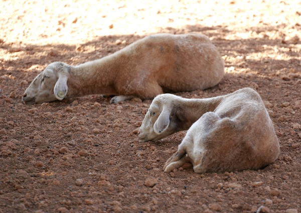 Two sheep relaxing in the shade on a hot sunny spanish afternoon