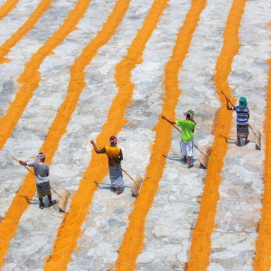 Traditional Rice Mill Worker turn over paddy for drying in the sun at Ishwardi Upazila, Pabna District in Rajshahi Division, Bangladesh.