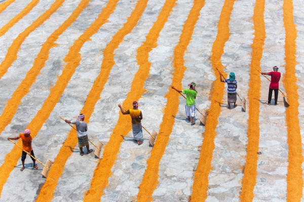 Traditional Rice Mill Worker turn over paddy for drying in the sun at Ishwardi Upazila, Pabna District in Rajshahi Division, Bangladesh.