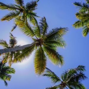 Fronds of coconut palm trees against the sun