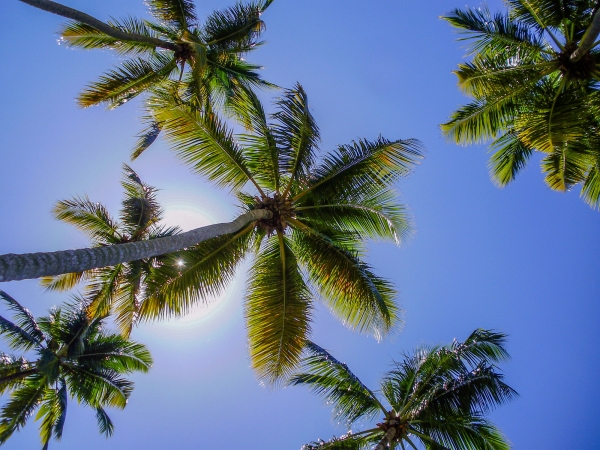 Fronds of coconut palm trees against the sun