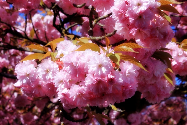 a tree in spring with flowering pink flowers and the appearance of the pistil on a background of blue sky