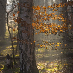 Autumn leaves in a mixed forest with sunlight backlighting