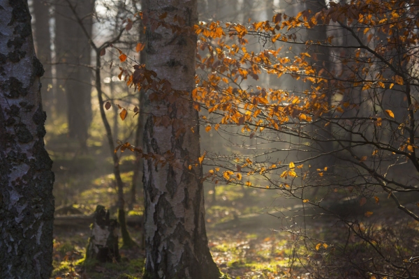 Autumn leaves in a mixed forest with sunlight backlighting