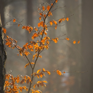 Autumn leaves in a mixed forest with backlighting