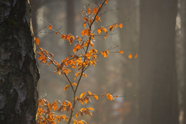 Autumn leaves in a mixed forest with backlighting