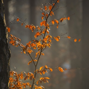 Backlit tree with autumn leaves and spider's web in the forest