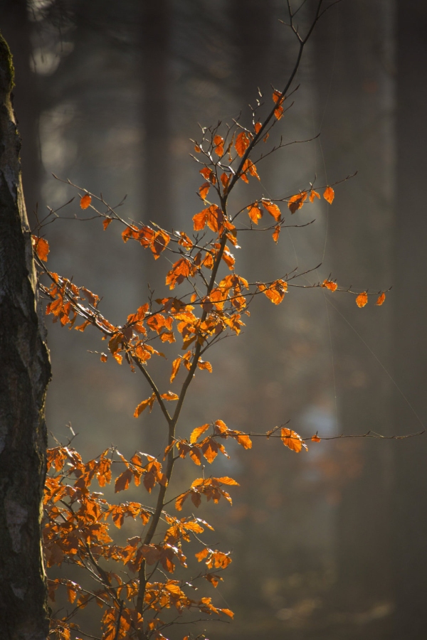 Backlit tree with autumn leaves and spider's web in the forest