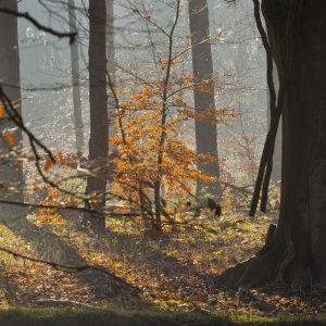 Autumn leaves in a mixed forest with sunshine and backlighting