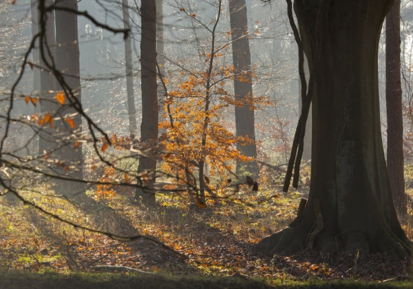 Autumn leaves in a mixed forest with sunshine and backlighting