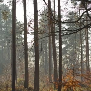 Autumn forest with sunshine and backlighting