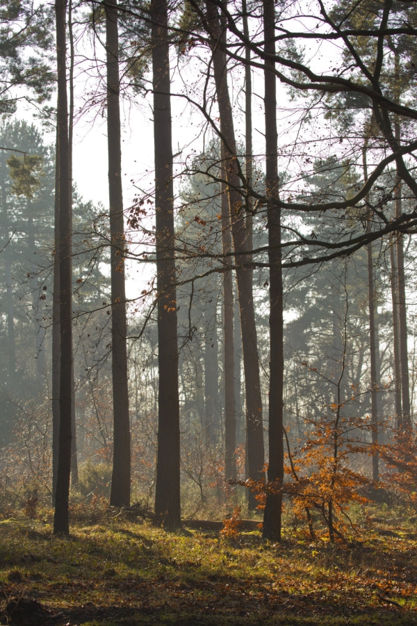 Autumn forest with sunshine and backlighting