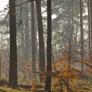 An autumn forest of mixed evergreen and deciduous trees with backlit sunshine