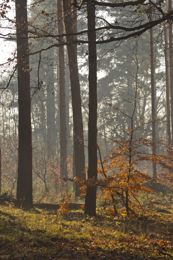 An autumn forest of mixed evergreen and deciduous trees with backlit sunshine